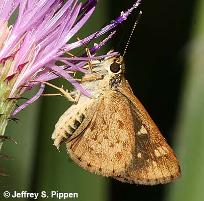 Carolina Roadside-Skipper (Amblyscirtes carolina)