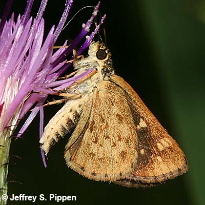 Carolina Roadside-Skipper (Amblyscirtes carolina)
