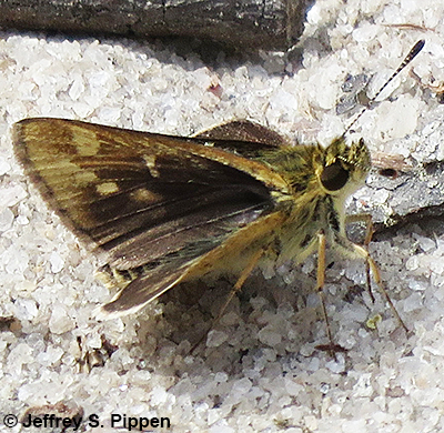 Carolina Roadside-Skipper (Amblyscirtes carolina)