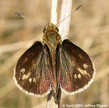 Carolina Roadside-Skipper (Amblyscirtes carolina)