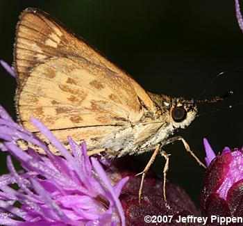 Carolina Roadside-Skipper (Amblyscirtes carolina)