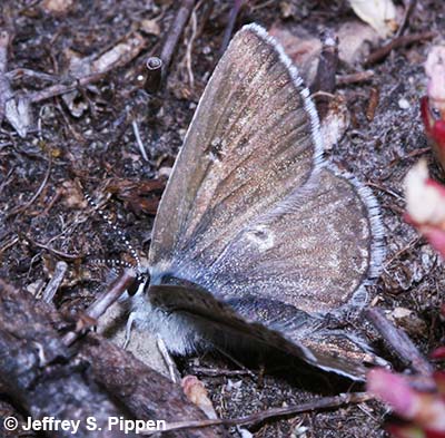 Arctic Blue (Agriades glandon)