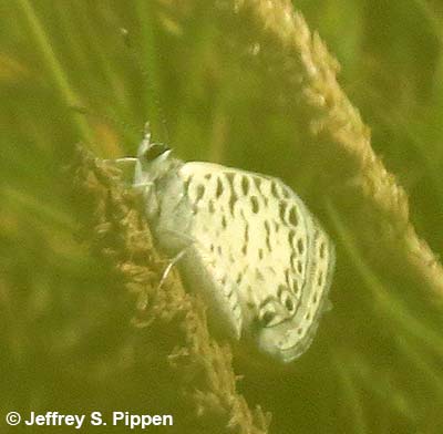 Cassius Blue (Leptotes cassius cassius)