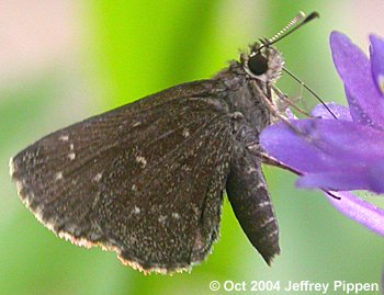 Celia's Roadside-Skipper (Amblyscirtes celia)