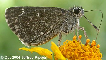 Celia's Roadside-Skipper (Amblyscirtes celia)