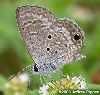 Ceraunus Blue (Hemiargus ceraunus)