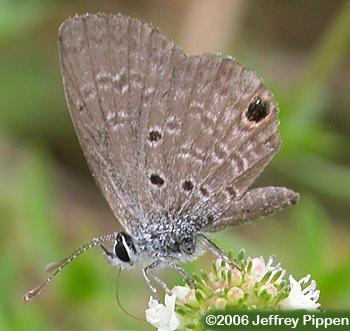 Ceraunus Blue (Hemiargus ceraunus)