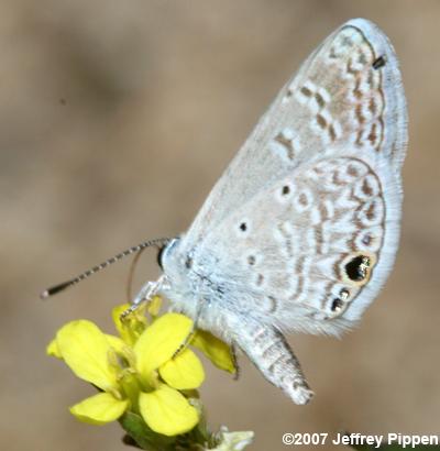 Ceraunus Blue (Hemiargus ceraunus)
