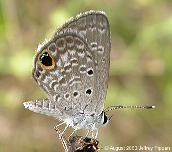 Ceraunus Blue (Hemiargus ceraunus)