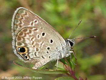 Ceraunus Blue (Hemiargus ceraunus)