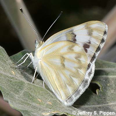 Checkered White (Pontia protodice)