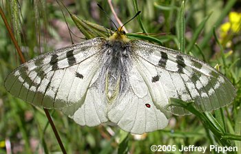 Clodius Parnassian (Parnassius clodius)