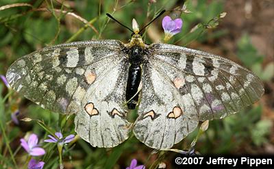 Clodius Parnassian (Parnassius clodius)