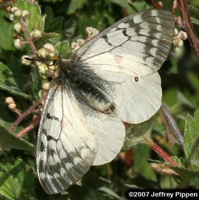 Clodius Parnassian (Parnassius clodius)