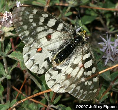 Clodius Parnassian (Parnassius clodius)