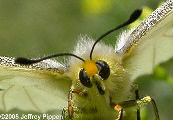 Clodius Parnassian (Parnassius clodius)