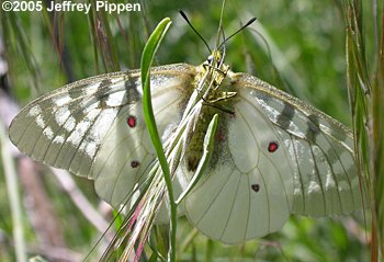 Clodius Parnassian (Parnassius clodius)