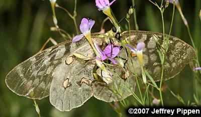 Clodius Parnassian (Parnassius clodius)