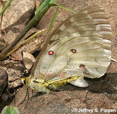 Clodius Parnassian (Parnassius clodius)