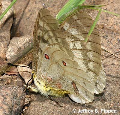 Clodius Parnassian (Parnassius clodius)