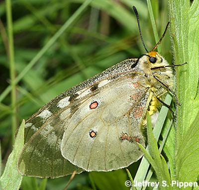 Clodius Parnassian (Parnassius clodius)