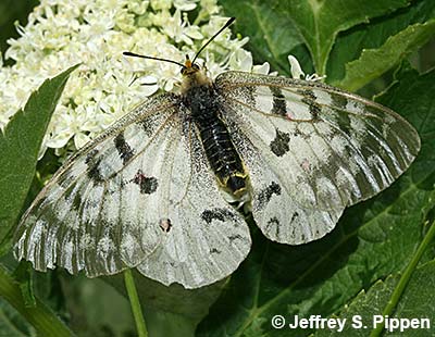 Clodius Parnassian (Parnassius clodius)