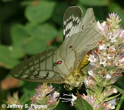 Clodius Parnassian (Parnassius clodius)