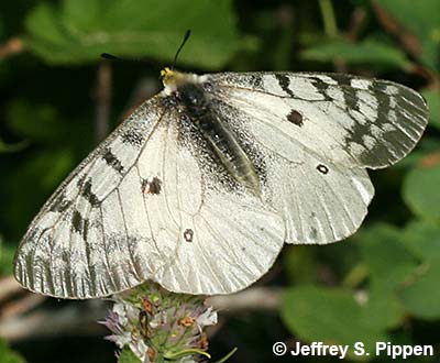 Clodius Parnassian (Parnassius clodius)