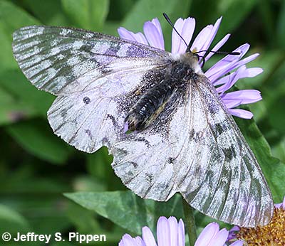 Clodius Parnassian (Parnassius clodius)