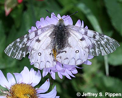 Clodius Parnassian (Parnassius clodius)