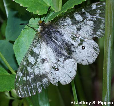 Clodius Parnassian (Parnassius clodius)