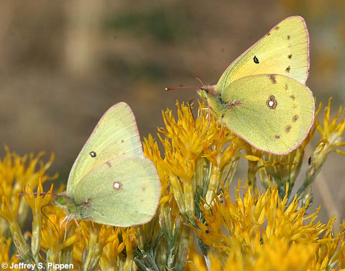 Clouded Sulphur (Colias eriphyle)