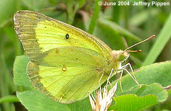 Clouded Sulphur (Colias philodice)