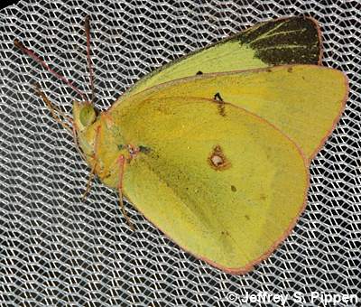 Clouded Sulphur (Colias philodice)