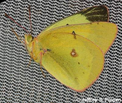 Clouded Sulphur (Colias eriphyle)