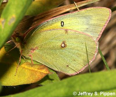 Clouded Sulphur (Colias eriphyle)