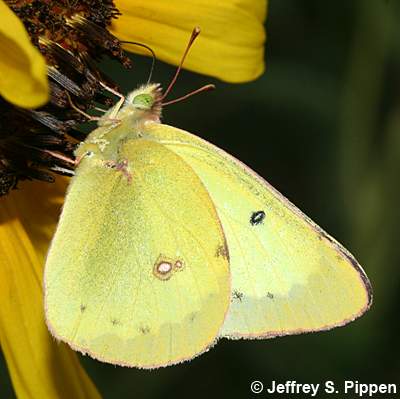 Clouded Sulphur (Colias eriphyle)