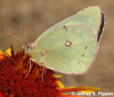 Clouded Sulphur (Colias eriphyle)