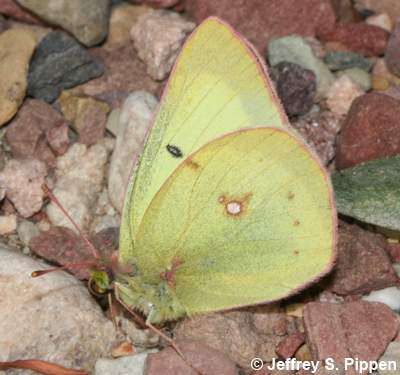 Clouded Sulphur (Colias philodice)