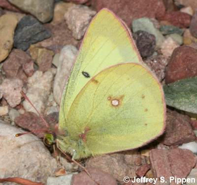 Clouded Sulphur (Colias eriphyle)