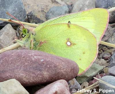 Clouded Sulphur (Colias philodice)