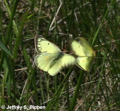 Clouded Sulphur (Colias eriphyle)