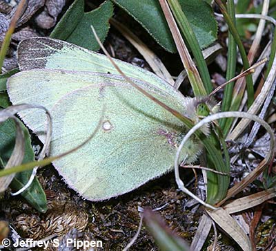 Clouded Sulphur (Colias philodice)