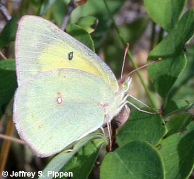 Clouded Sulphur (Colias eriphyle)