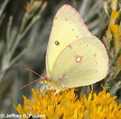 Clouded Sulphur (Colias eriphyle)