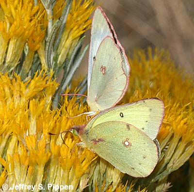 Clouded Sulphur (Colias eriphyle)