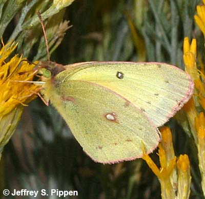 Clouded Sulphur (Colias eriphyle)