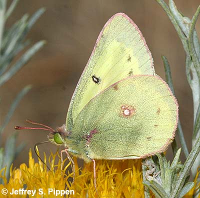 Clouded Sulphur (Colias eriphyle)