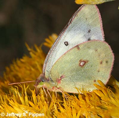 Clouded Sulphur (Colias eriphyle)