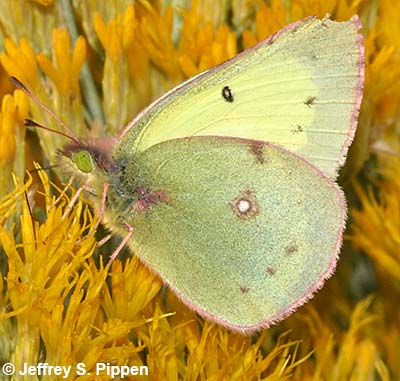 Clouded Sulphur (Colias eriphyle)